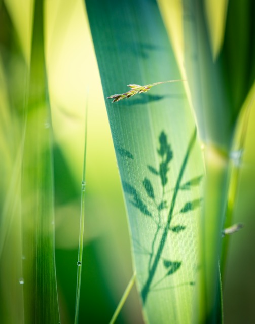 Grassy Shadows