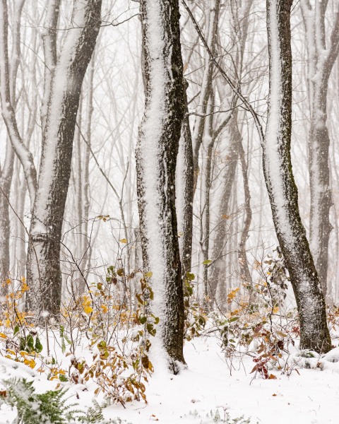 Mountain Snow