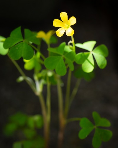 Oxalis flower image